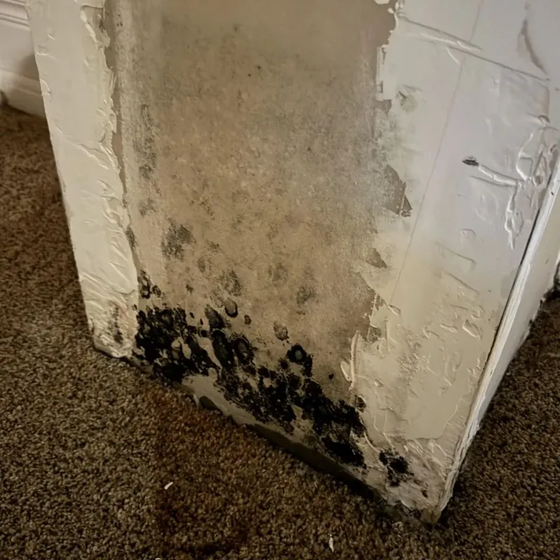 Professional Mold Removal in New Berlinville, PA